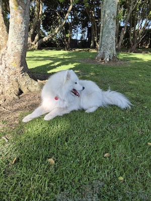 A Good Dog taken on a Samsung Galaxy S25 FE